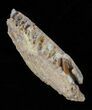 Saurodon (Cretaceous Fish) Lower Jaw Section - Kansas #61463-4
